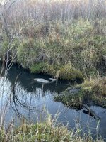 IMG_9899.jpeg