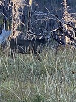 IMG_5914[1].JPG
