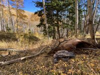 IMG_5958.jpeg