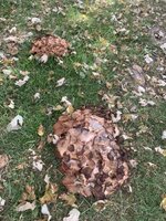 IMG_2325.jpeg
