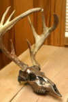 deerbrnz83.jpg