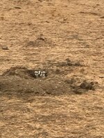 IMG_5301.jpeg