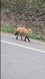 fox1.png