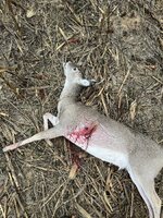 IMG_5079.jpeg IMG_5079.jpeg