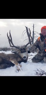 22Mulie.jpg