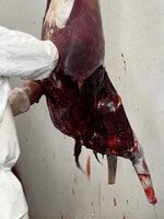 C5C67491-1000-4817-A4D6-94E63AF2AC8F.jpeg