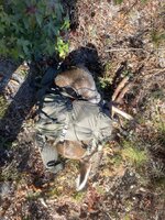 IMG_2565.jpeg