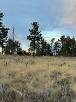 IMG_8482.jpeg IMG_8482.jpeg