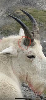 IMG_4819.jpeg