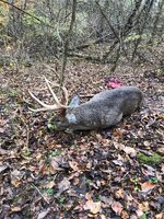 11-6 Buck1.jpg