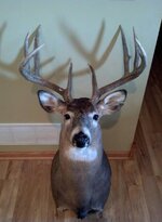 Deer2.jpg