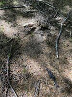 IMG_8724.jpeg