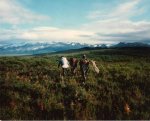 Packing Moose Alaska 001_crop.jpg