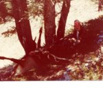 My bull 10-78.jpg