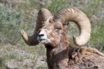 bighorn 1.jpg