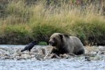 grizzly 1.jpg