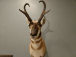 antelope mount 2.jpg