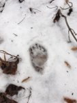 2018 bear track.JPG