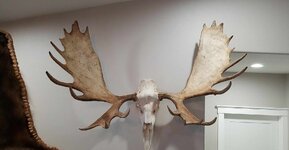 european mount.jpg