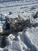 IMG_9427.jpeg