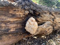 IMG_2436.jpeg
