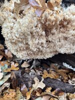 IMG_6193.jpeg