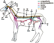 Deer CNS and Artery.png