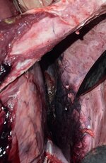 IMG_4425.jpeg