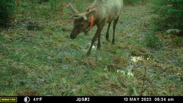 Elk May 13.JPG
