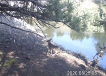 deers.jpg