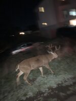 IMG_4663.jpeg