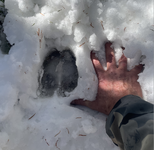 Bull-Track.png Bull-Track.png