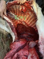 IMG_9350.jpeg