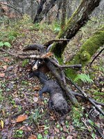 IMG_2317.jpeg