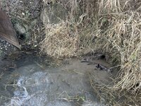 IMG_2642.jpeg