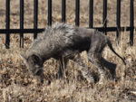 calgary-reviews-public-domain-chupacabra.jpg