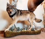 2018WolfMount1.jpg