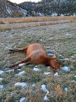 Montana cow elk.jpg