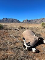 Oryx down pic.jpg Oryx down pic.jpg