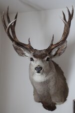 1976 Montana - Copy - Copy - Copy.jpg