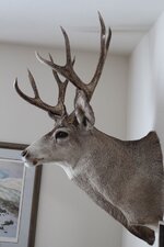IMG_2005 - Copy.jpg