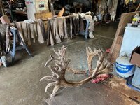 caribou at tannery.jpg caribou at tannery.jpg