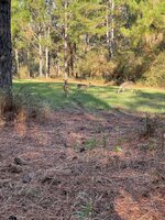 IMG_3018.jpeg