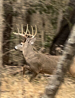 IMG_1788.jpeg