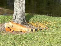 IMG_0913.jpeg