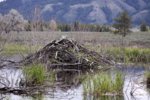 beaver loge.jpg