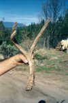 Velvet shed found at A.R. in 2001.jpg