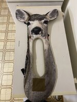 IMG_3702.jpeg