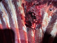 IMG_2590.jpeg IMG_2590.jpeg