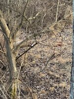 IMG_0138.jpeg